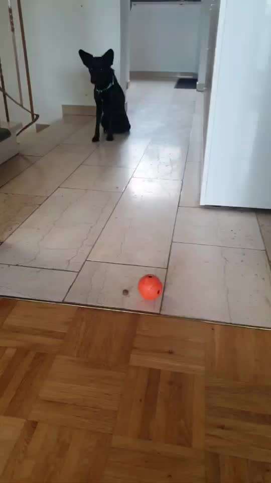 Impulskontrolle-Challenge Nr. 2: Vorbei laufen-Beitrag-Bild