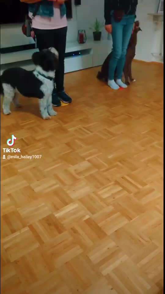 Trickchallenge - ich packe meinen 4. Koffer-Beitrag-Bild