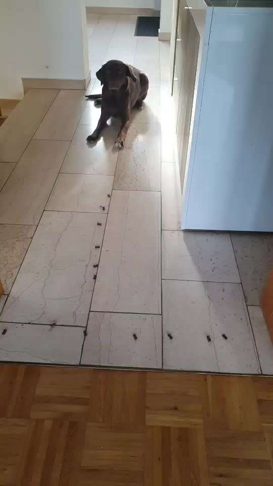 Impulskontrolle-Challenge Nr. 2: Vorbei laufen-Beitrag-Bild