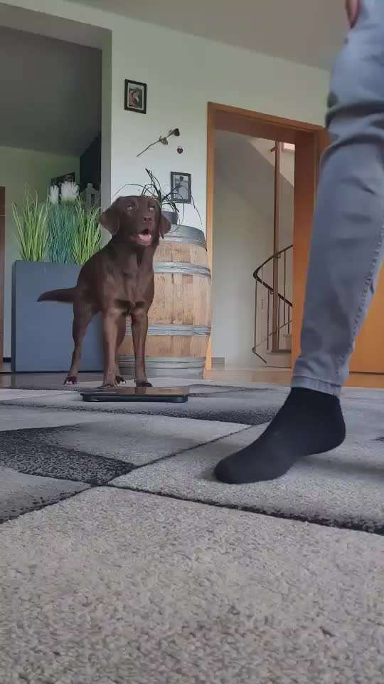 Trick Challenge 24 ,,Elefantentrick"-Beitrag-Bild