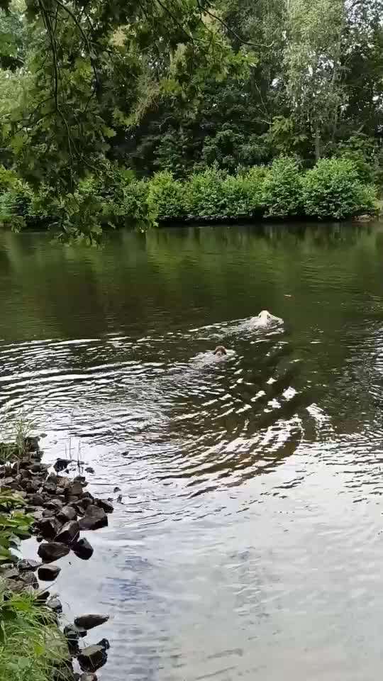 Lagotto Romagnolo Besitzer-Beitrag-Bild