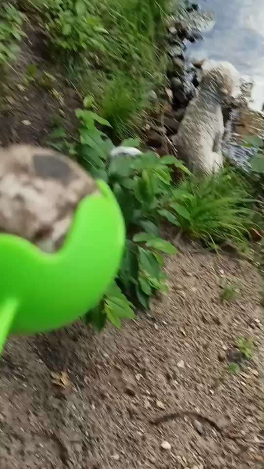 Lagotto Romagnolo Besitzer-Beitrag-Bild