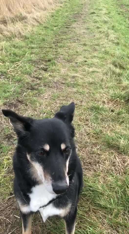 Heute gibt es.....der "ich mach die Leckerlis-Selber-Thread"-Beitrag-Bild