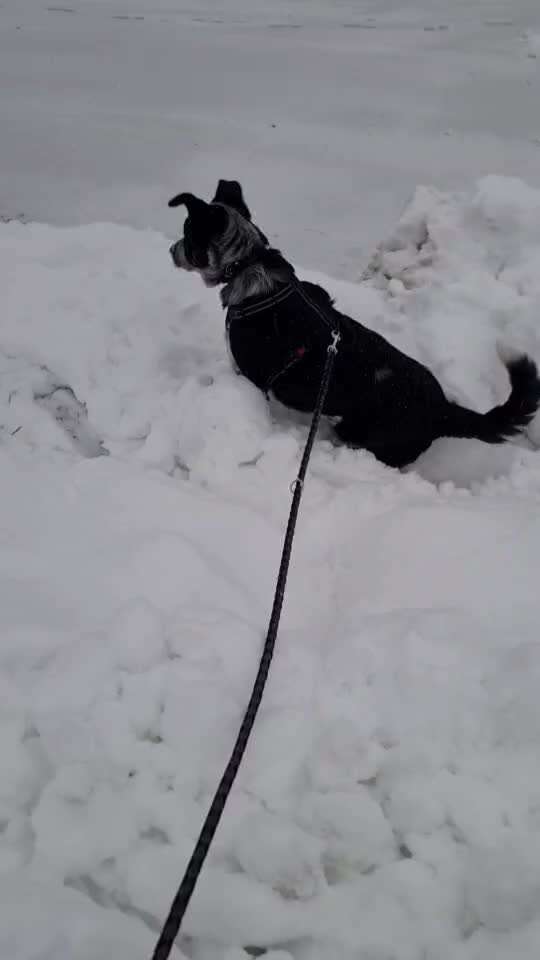 Australian Cattle Dog-Beitrag-Bild