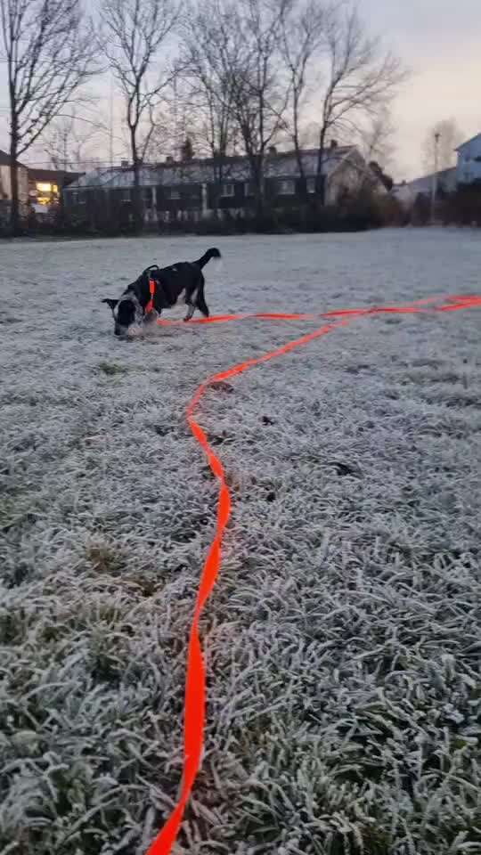 Australian Cattle Dog-Beitrag-Bild