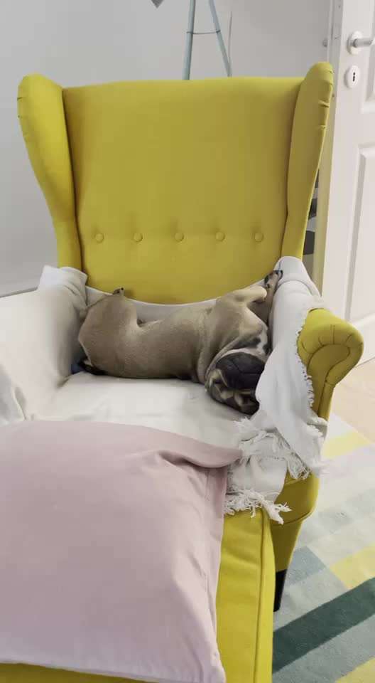 Französische Bulldoggen-Beitrag-Bild