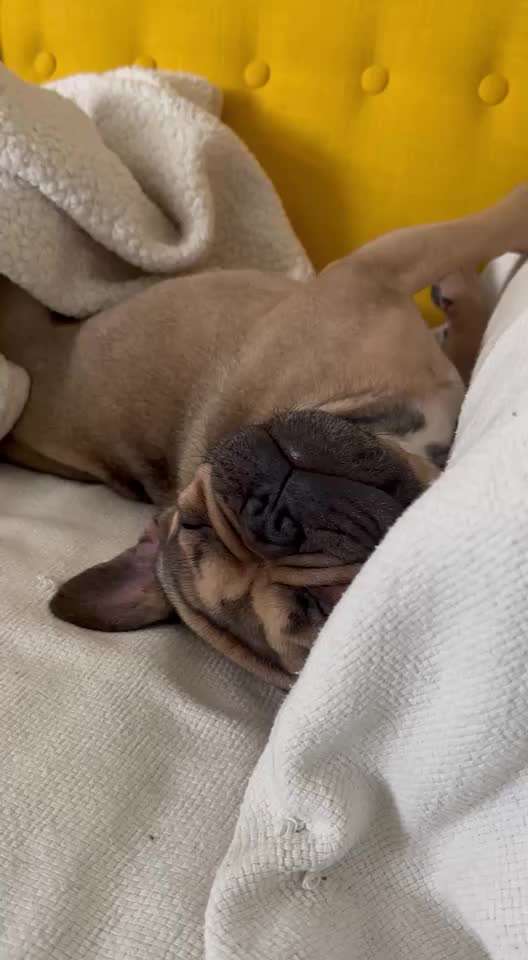 Französische Bulldoggen-Beitrag-Bild