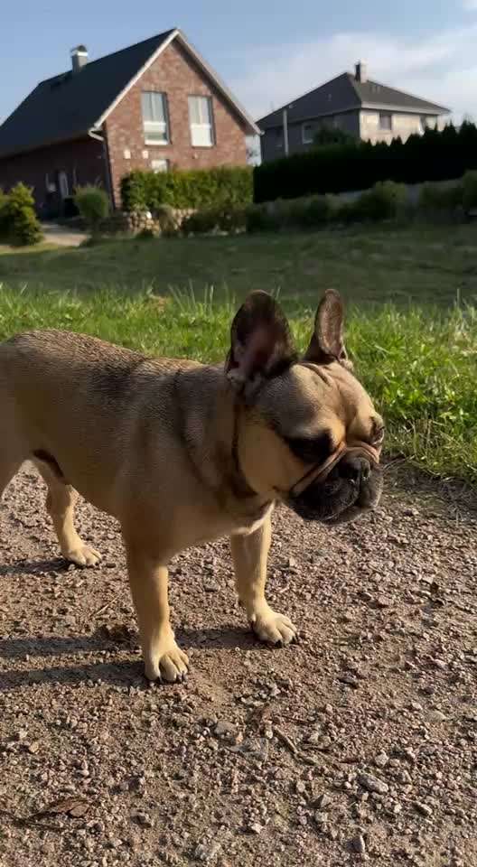 Hund tropft aus dem Maul wie ein Wasserhahn-Beitrag-Bild