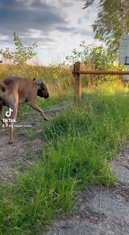 Handy Video Challenge Nr. 38 - Drüber springen-Beitrag-Bild