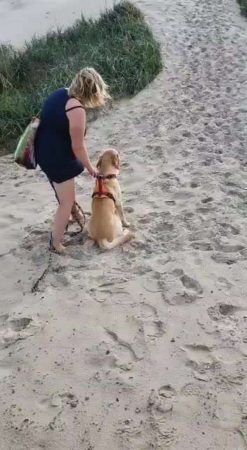 Labradorfans-Beitrag-Bild