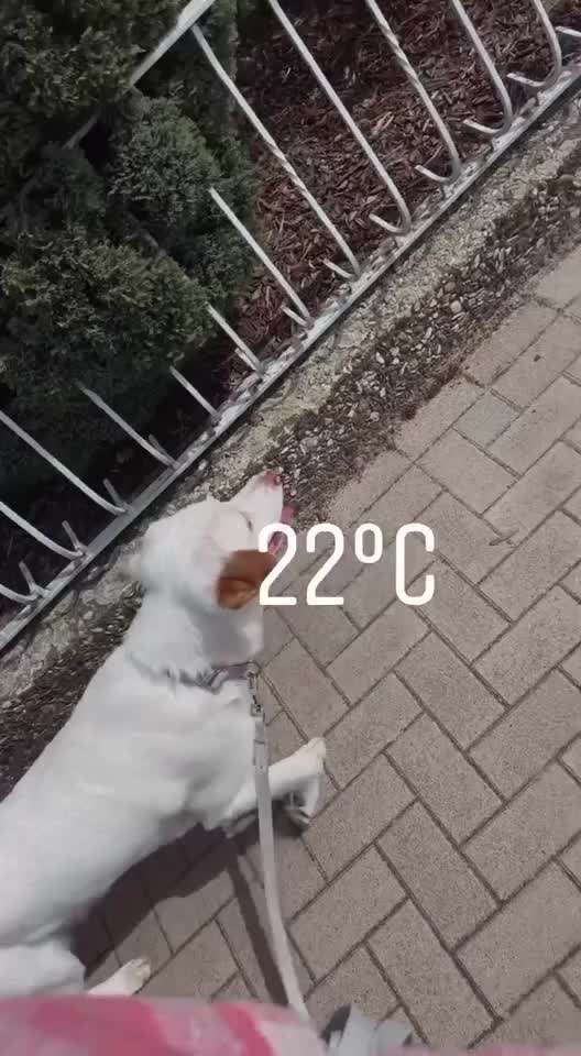 Auslandstierschutz-Beitrag-Bild