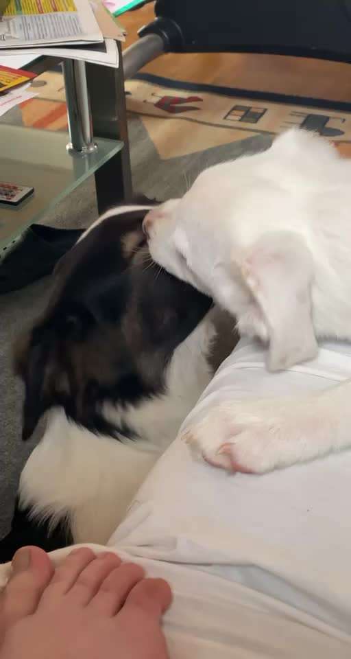 Bester Freund, Hundekumpel - zeigt her!-Beitrag-Bild