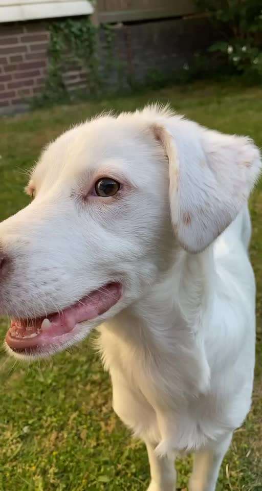 Rassen Spekulation-Beitrag-Bild