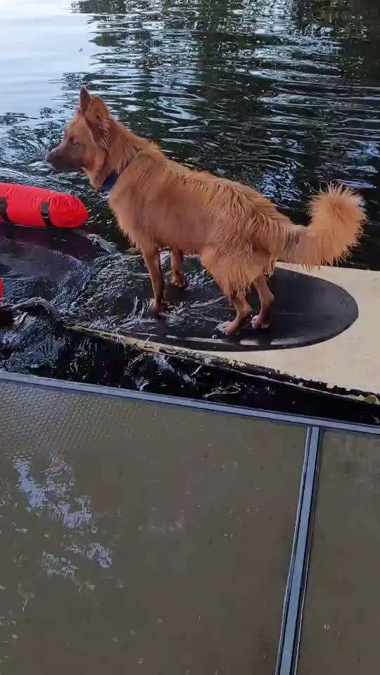 Trickdogging-Beitrag-Bild