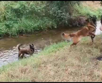 Alles rund um den Schäferhund, diskutieren erwünscht.-Beitrag-Bild