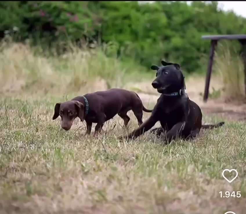 Universal Allzweck Sündenbock Schäferhund-Beitrag-Bild