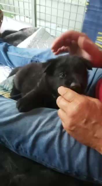 Alles rund um den Schäferhund, diskutieren erwünscht.-Beitrag-Bild