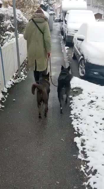 Leinenführigkeit - schnüffeln erlaubt?-Beitrag-Bild