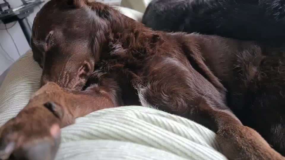 Zeigt hier Euer liebstes Video Eurer Hunde-Beitrag-Bild