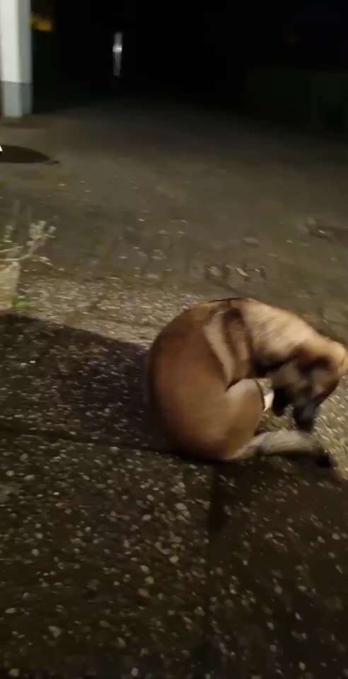 Jagt Schwanz hinterher!-Beitrag-Bild