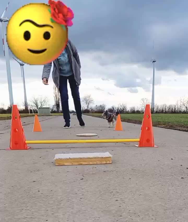 67. Trick Training  " Parcour/Agility" bzw. Distanz schafft Nähe-Beitrag-Bild