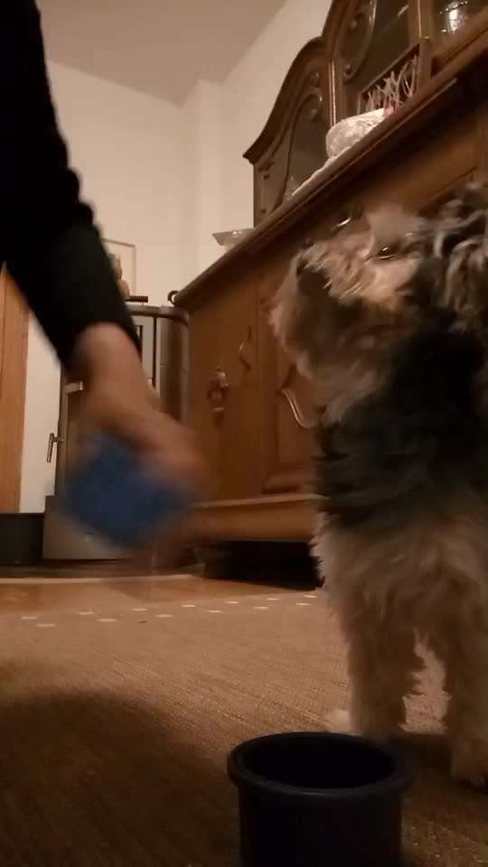 43.Gemeinsames Tricktraining: Becher stapeln-Beitrag-Bild