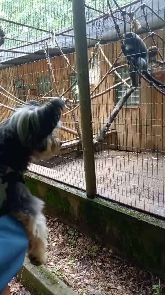 35. Impulskontrollübung "Kontakt mit anderen Tieren"-Beitrag-Bild