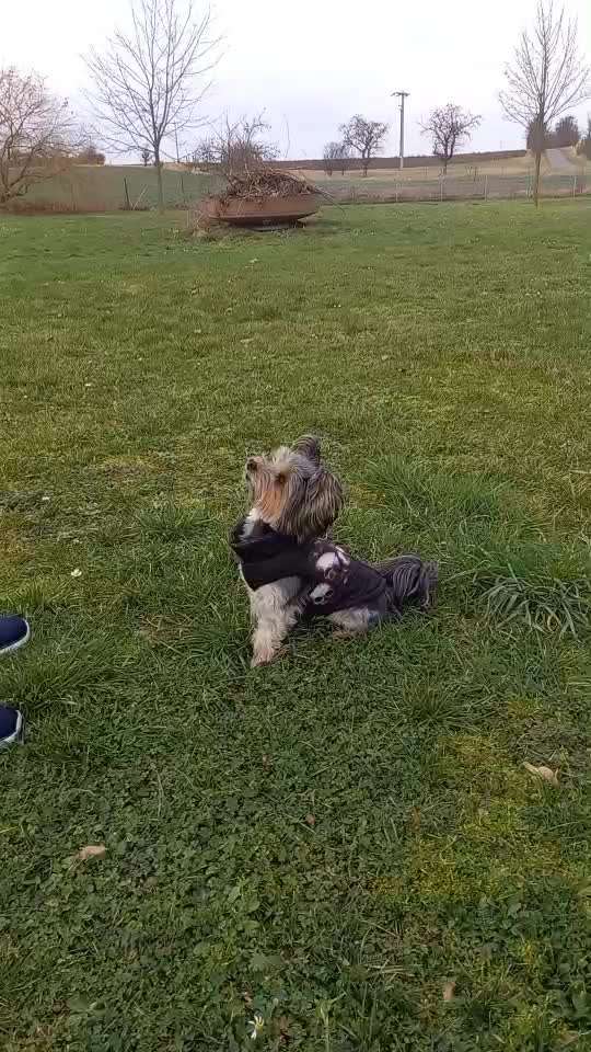 45. Tricktraining - Apportieren-Beitrag-Bild