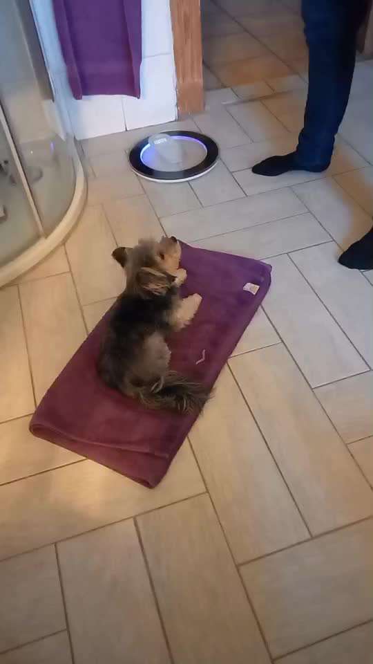 30. Impulskontrollübung: Ich trag dich auf Händen-Beitrag-Bild