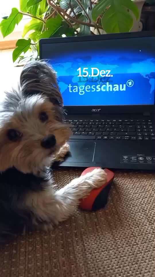 Action-Fun Hund- Aventskalender-Beitrag-Bild
