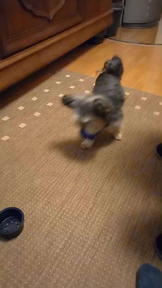 43.Gemeinsames Tricktraining: Becher stapeln-Beitrag-Bild