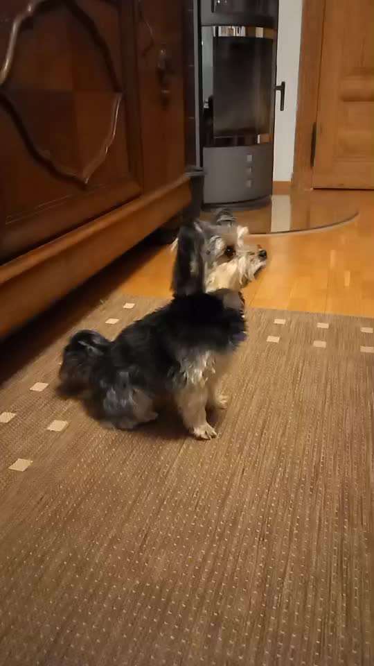 Trick Spiel - Koffer Packen - der 12.-Beitrag-Bild