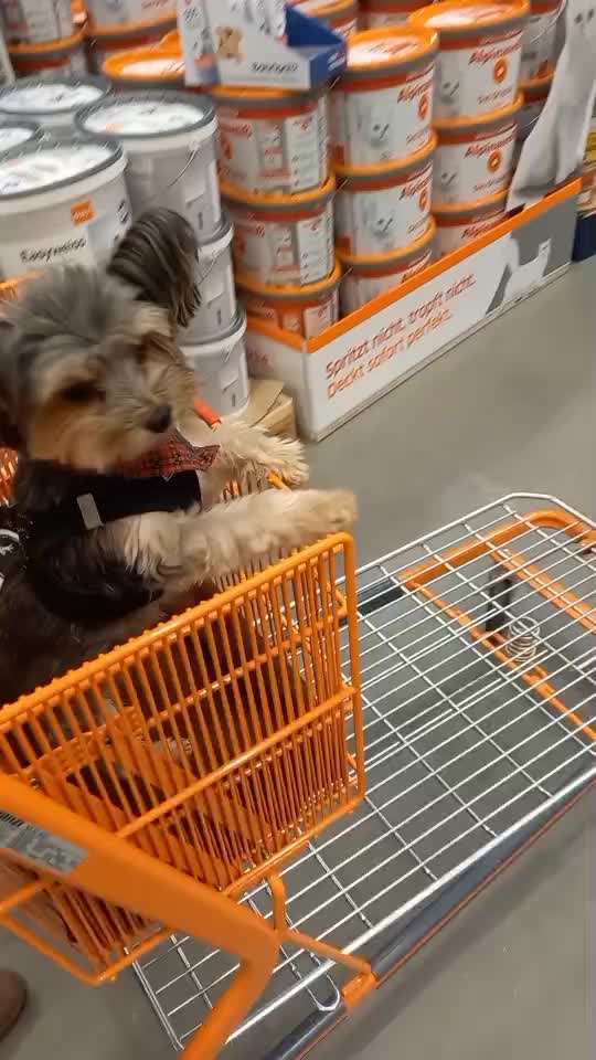 34. Impulskontrollübung "Ruhe an fremden Orten"-Beitrag-Bild