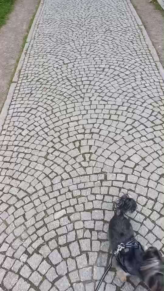 35. Impulskontrollübung "Kontakt mit anderen Tieren"-Beitrag-Bild