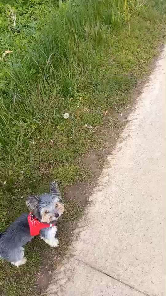 33 .Impulskontroll Übung " Abruf vom Reiz "-Beitrag-Bild