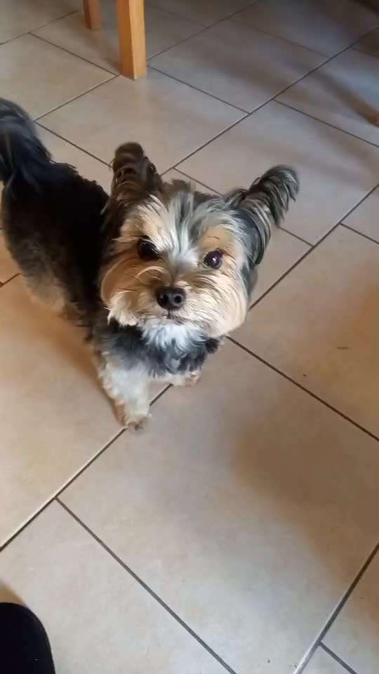 54.Gemeinsames Tricktraining Bellen auf Kommando und ( optional ) mit Abstand-Beitrag-Bild