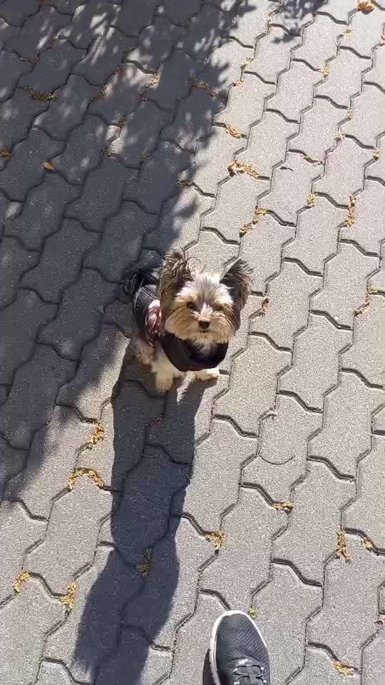 61. impulskontroll  Übung  : schnüffeln aber mit Pause-Beitrag-Bild