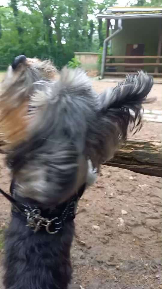 35. Impulskontrollübung "Kontakt mit anderen Tieren"-Beitrag-Bild