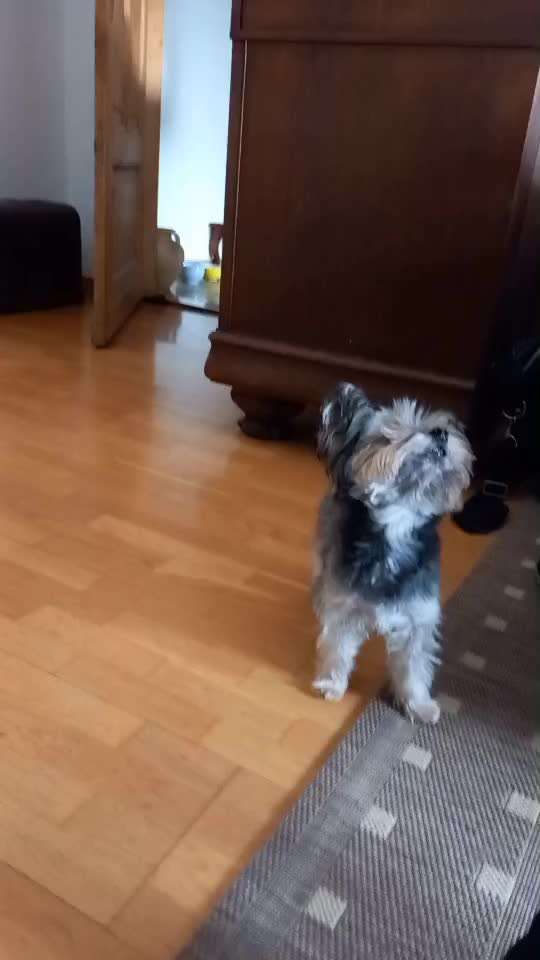 44.Tricktraining ,, Pfote auf Target,,-Beitrag-Bild