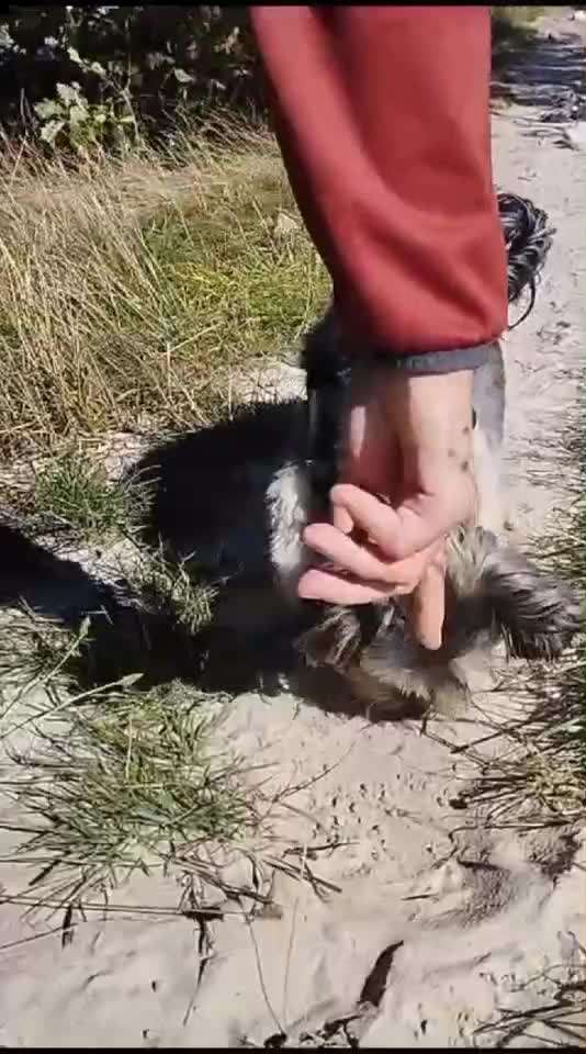 72. Gemeinsames Tricktraining: Buddeln-Beitrag-Bild