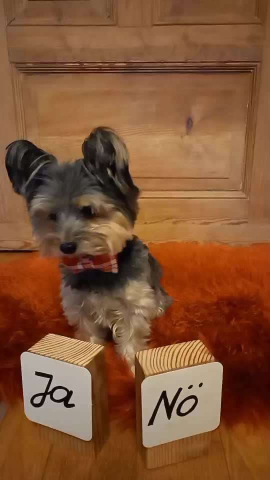 51. Gemeinsames Tricktraining: der Ja-Sager-Beitrag-Bild