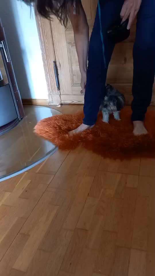 52. Gemeinsames Tricktraining: Umarmen-Beitrag-Bild