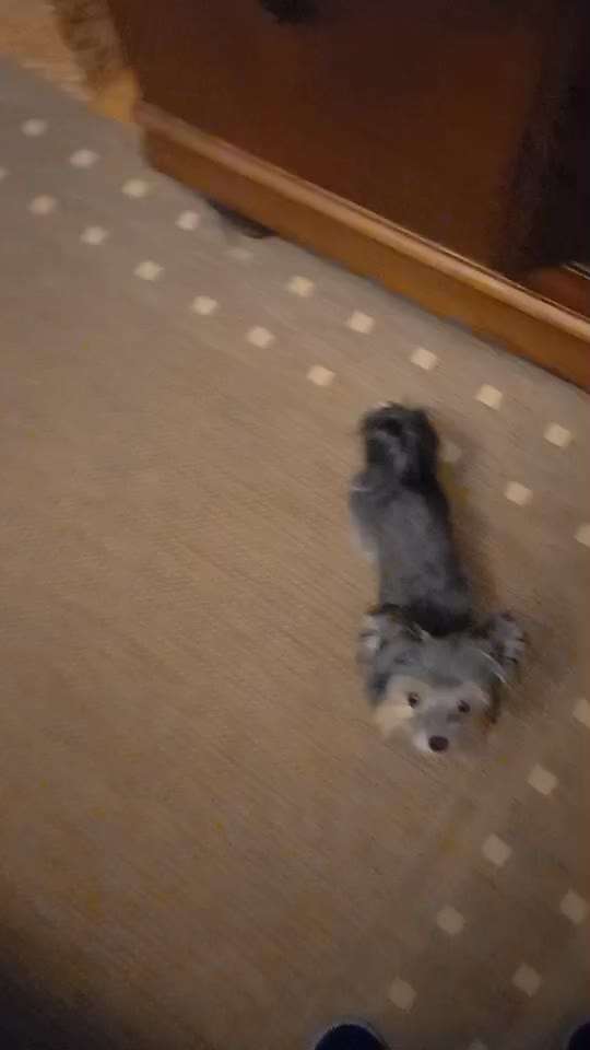 82. Trickspiel : Bleib!-Beitrag-Bild