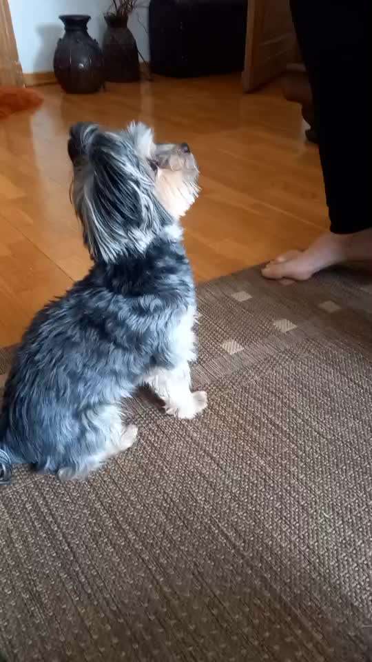 44.Tricktraining ,, Pfote auf Target,,-Beitrag-Bild