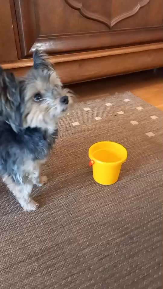 Trickchallenge Nr. 85   ,,Schau rein,,-Beitrag-Bild