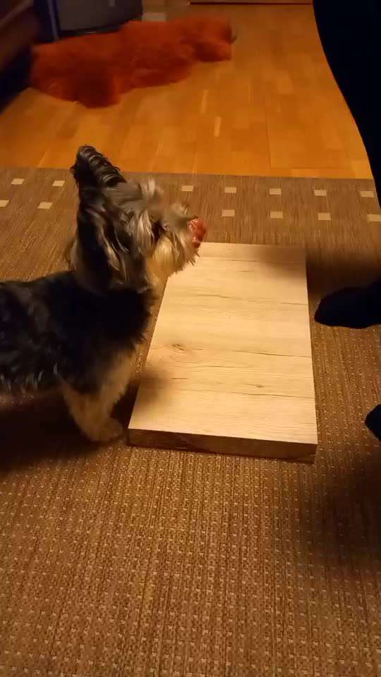 49.Gemeinsames Tricktraining  ,,step dance ,,-Beitrag-Bild