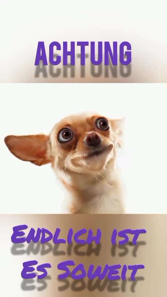 Action-Fun Hund- Aventskalender-Beitrag-Bild