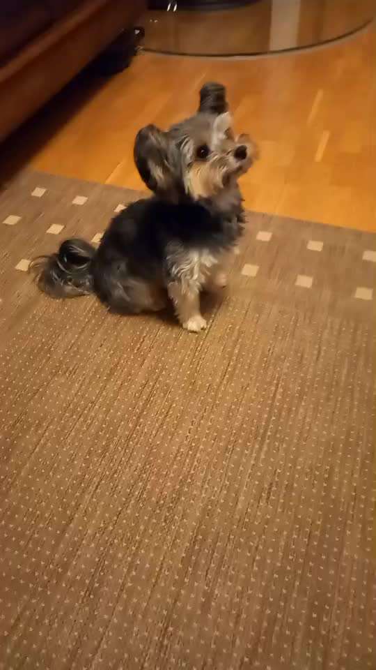 42. Gemeinsames Tricktraining: Look-Target-Beitrag-Bild