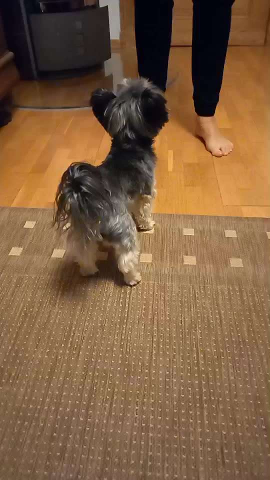 Trickchallenge - ich packe meinen 6. Koffer-Beitrag-Bild