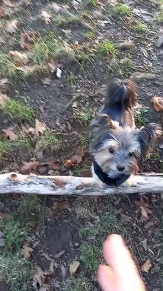 81. Trickspiel Hangeln-Beitrag-Bild